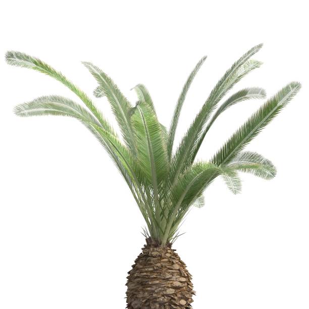 istock Palm Tree 3d illustration isolated on the white background 1159002205