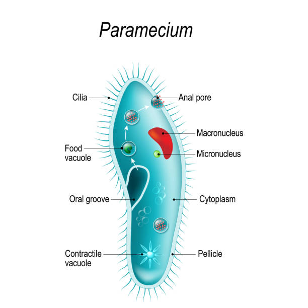 Anatomy of Paramecium Anatomy of Paramecium caudatum. Vector diagram for educational, science, and biological use ciliophora stock illustrations