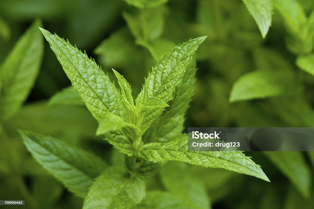 Single peppermint plant  Bright Stock Photo