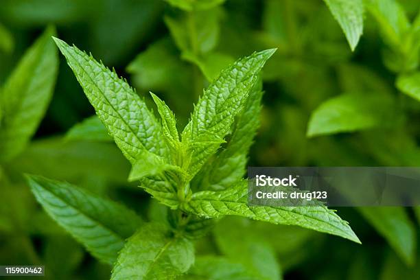 Single Peppermint Plant Stock Photo - Download Image Now - Bright, Close-up, Closed