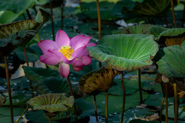 hermosa flor de loto sagrado que florece en un estanque con luz suave de la mañana - lotus leaf fotografías e imágenes de stock