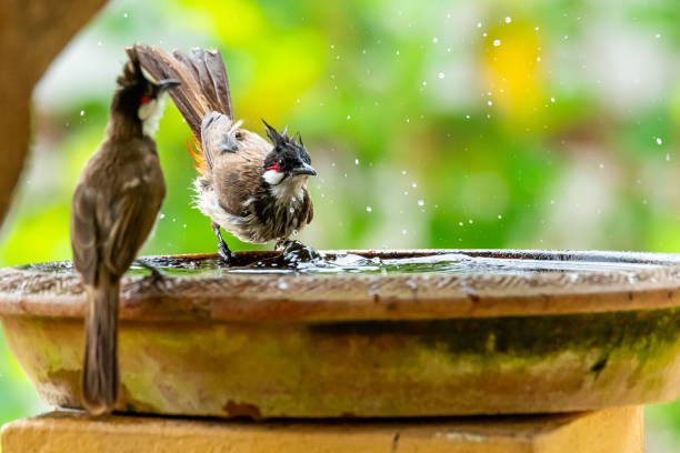 istock Red-whiskered bulbul taking a bath in clay bowl of water 1159005015