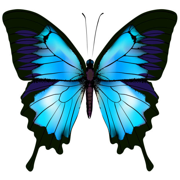 ilustracja wektorowa motyla. piękny lazurowy izolowany motyl - artificial wing obrazy stock illustrations