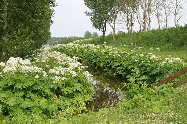 dutch nature with Giant hogweed ,nature scene in sneek,friesland western europe the netherlands