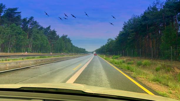 istock Flying Birds Over Highway Shot Out Driving Car 1159006354