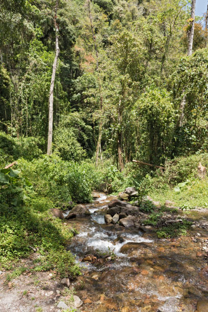 istock Small stream in Volcan Baru National Park Panama 1159006367