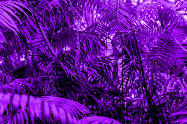 istock Ultra Violet background with fresh tropical leaves. backdrop for your design. 1159006513
