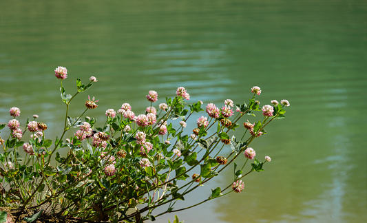 Macro blooming red clover flower or pink trefoil on emerald green water background. Nature concept for travel design. There is a place for your text