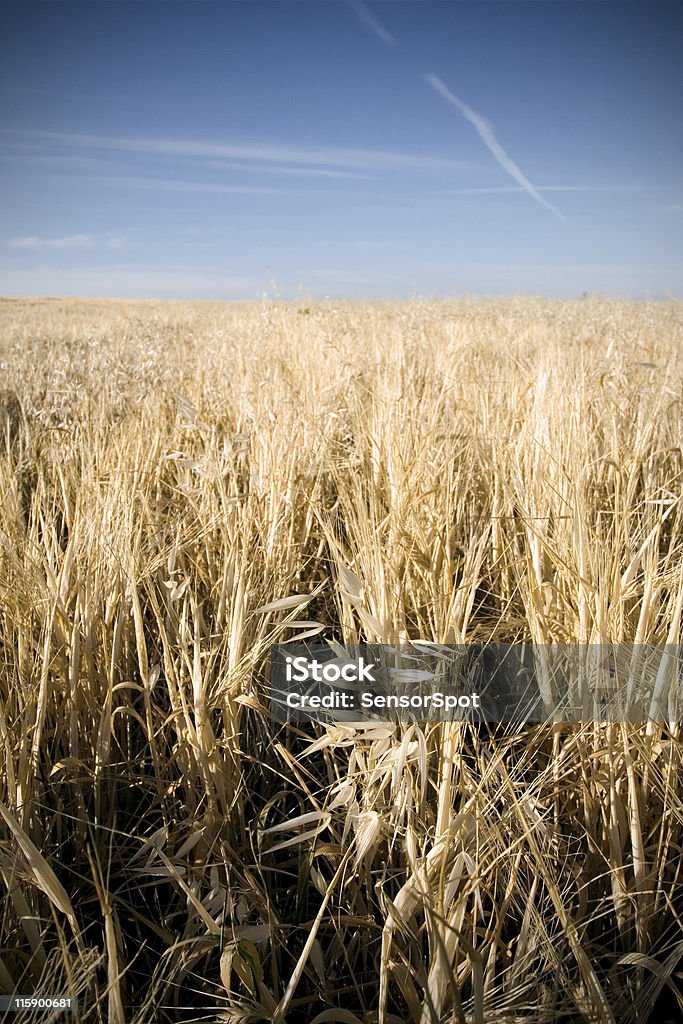 Crop field - Lizenzfrei Agrarbetrieb Stock-Foto