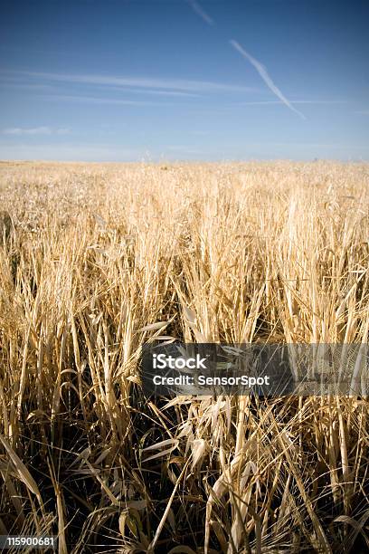 Crop Field Stockfoto und mehr Bilder von Agrarbetrieb - Agrarbetrieb, Blatt - Pflanzenbestandteile, Blau