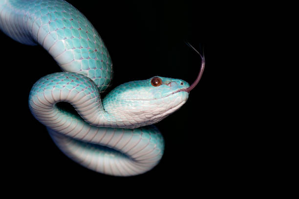 una serpiente muy venenosa en borneo - waglers temple viper fotografías e imágenes de stock