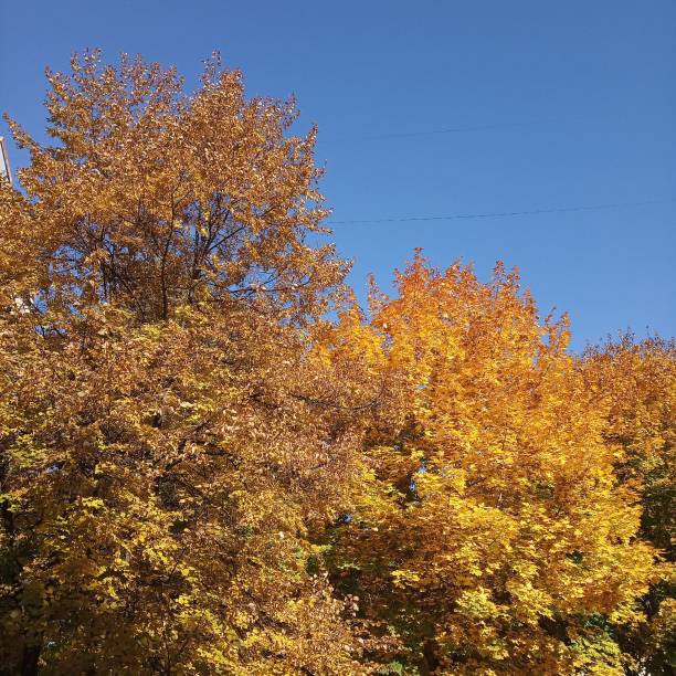 istock Bright colorful orange fall tree leaves on blue sky background 1159007436