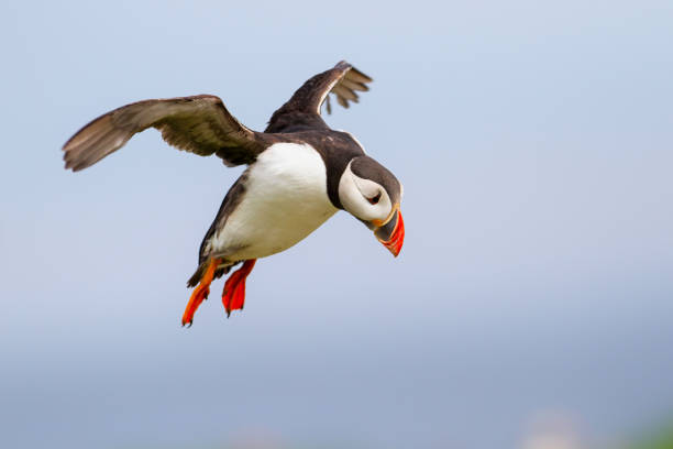 istock Puffin landing on Farne Island 1159007498
