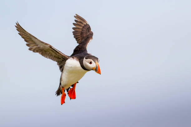 Puffin landing on Farne Island puffin lands on Farne island just off the coast of England near the town of Seahouses - United Kingdom farne islands stock pictures, royalty-free photos & images