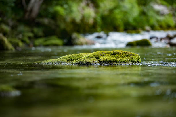 Green moss on the stone for natural computer background and wallpaper