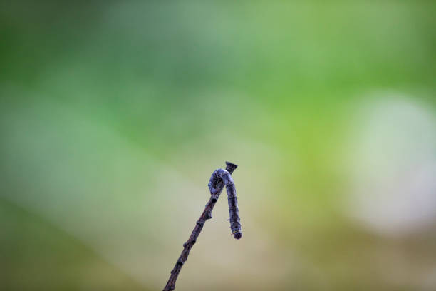 Dark Caterpillar on a Small Branch in Nature.