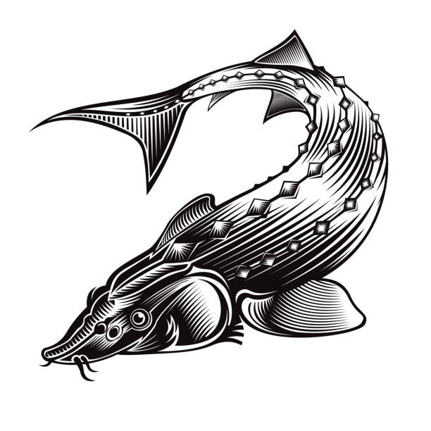 ilustraciones, imágenes clip art, dibujos animados e iconos de stock de silueta de pliegue de peces esturión en estilo grabado. etiqueta para pesca, etiqueta de caviar; menú y otros negocios - scratchboard