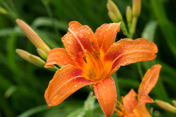 istock Orange lilium flower close-up with raindrops, selective focus, macro 1159009685