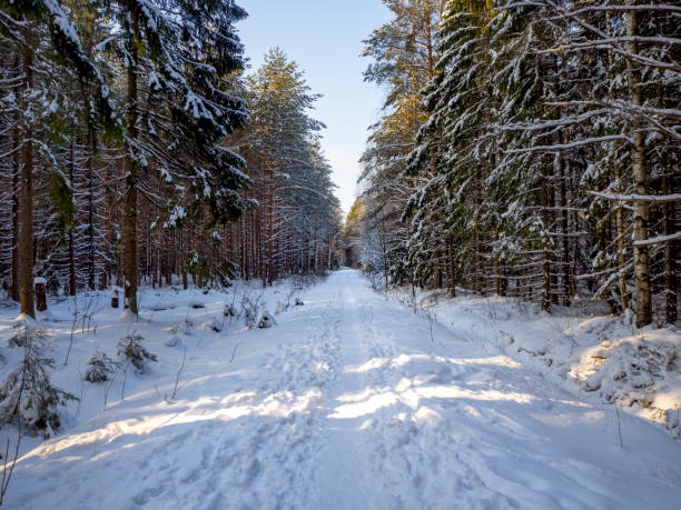 istock Small road (or more accurately path) through the frozen winter forest 1159009925