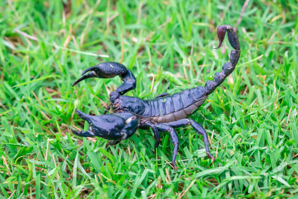 istock Scorpions on the grass closeup detail 1159010565