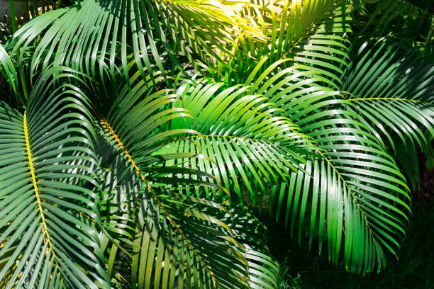 istock Green palm leaves in the garden 1159010597