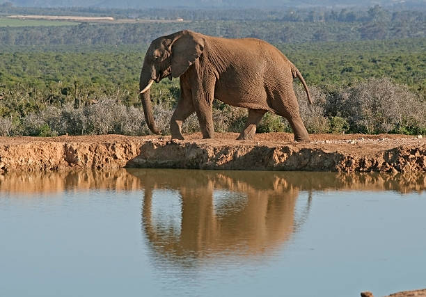 elefante addo - south africa addo animal elephant fotografías e imágenes de stock