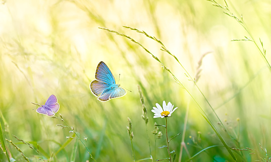 Meadow flowers with sunshine and a flying butterflies. Wild chamomile flower in the meadow in sunny day for wallpaper background.
