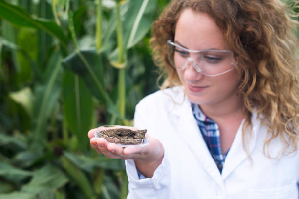 specialista agronomo femminile che esamina il campione di terreno che ha preso dal campo di grano. - dirt scientific experiment soil sample environment foto e immagini stock