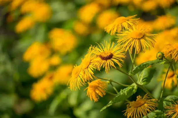 Inula helenium blooms on a summer day. Selective focus, shallow depth of field.