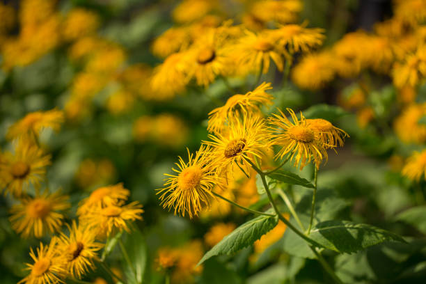Inula helenium blooms on a summer day. Selective focus, shallow depth of field. Inula helenium blooms on a summer day. Selective focus, shallow depth of field. inula stock pictures, royalty-free photos & images