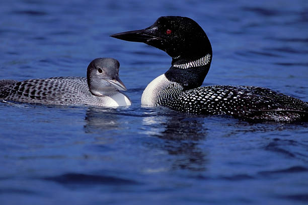 istock adult and baby loon 115901196