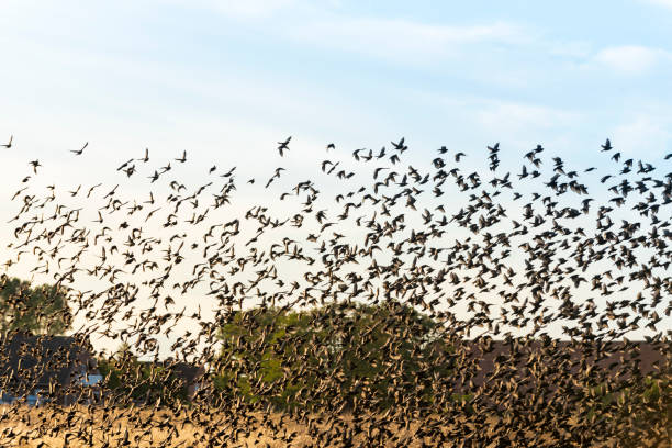 istock Stare (Sturnidae), Starenschwarm in Ostfriesland. 1159013280