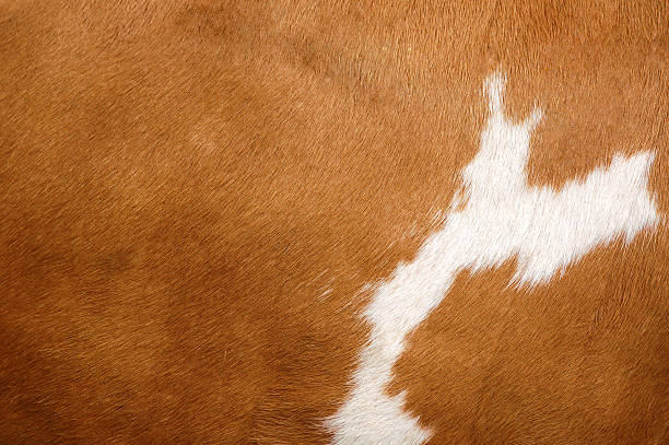 Texture of a Cow Coat 2 Cow coat texture of a brown cow suede stock pictures, royalty-free photos & images