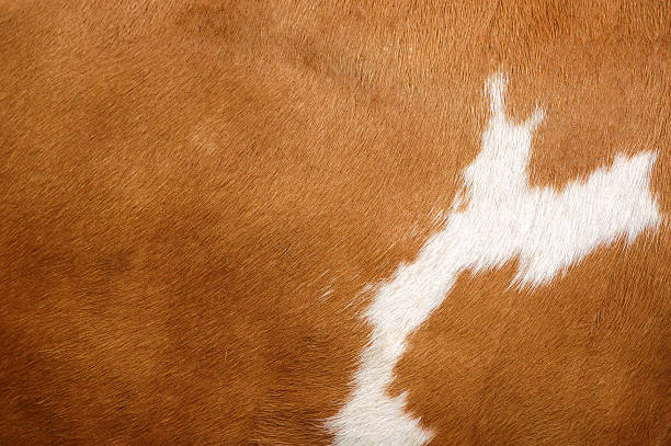 textura de uma vaca casaco 2 - textured textured effect hide leather - fotografias e filmes do acervo