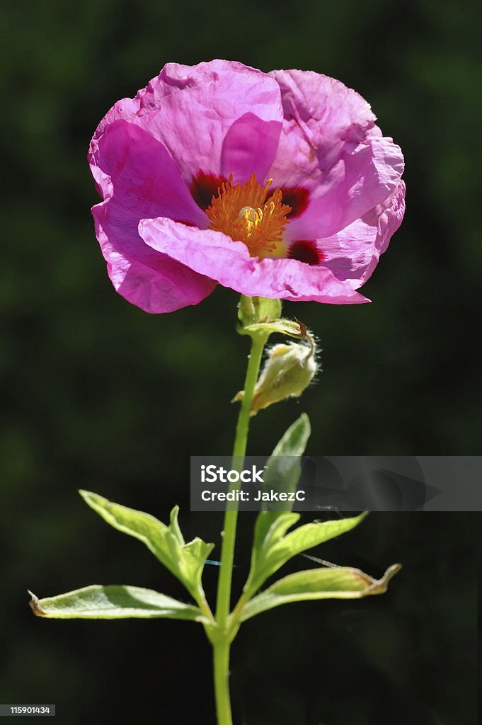 Cistus Pupureus - Lizenzfrei Bildhintergrund Stock-Foto