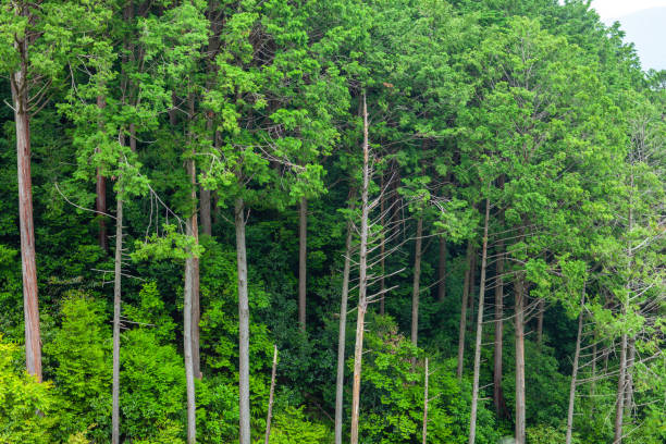 istock Wooden Logs with Forest on Background 1159014364