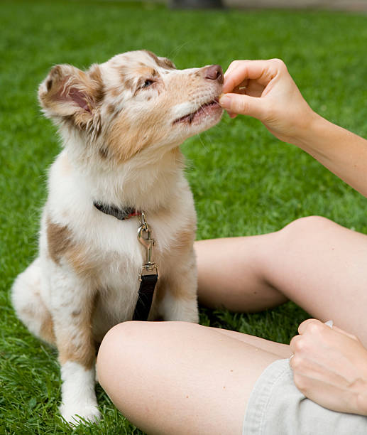 istock Puppy Treat 115901468