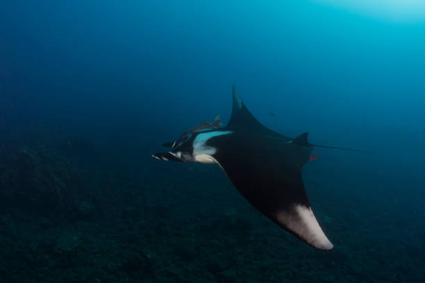 istock a Flying Manta ray in Socorro Island 1159015788