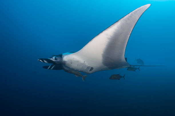 istock a Flying Manta ray in Socorro Island 1159015796