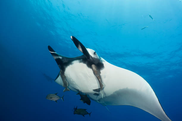 istock a Flying Manta ray in Socorro Island 1159015809