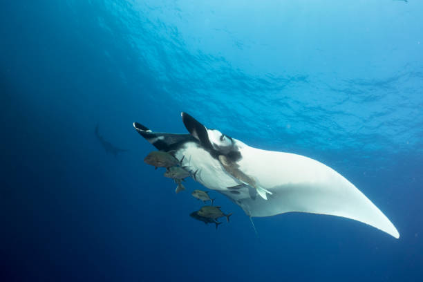 istock A flying Manta ray in Socorro Island 1159015810