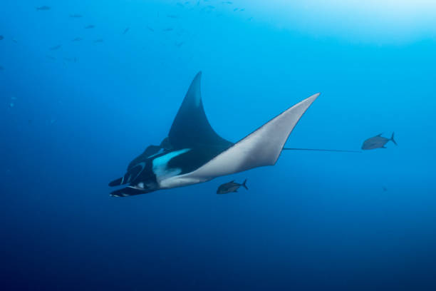 istock a Flying Manta ray in Socorro Island 1159015813