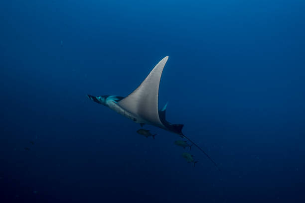 istock a Flying Manta ray in Socorro Island 1159015819
