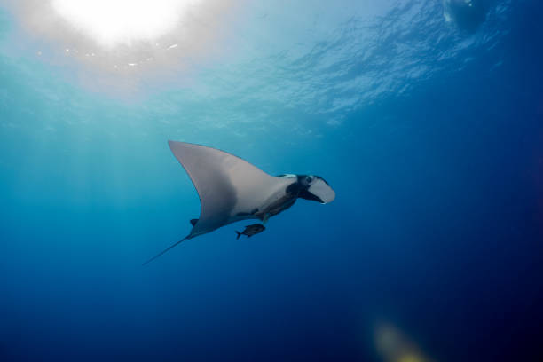 istock a Flying Manta ray in Socorro Island 1159015831
