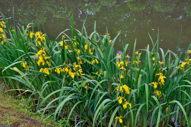 istock Blooming yellow marsh iris pseudacorus on the pond shore 1159016384