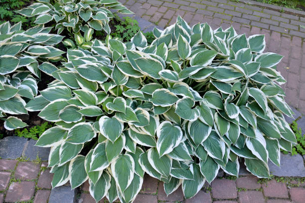 Decorative plant Hosta Patriot with variegated green with white  leaves close up Decorative plant Hosta Patriot (most popular) with variegated green with white  leaves for landscaping design in park or garden. Hostas are unpretentious, shade-tolerant and beautiful plants hosta photos stock pictures, royalty-free photos & images