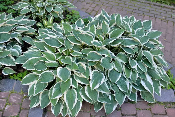 Decorative plant Hosta Patriot (most popular) with variegated green with white  leaves for landscaping design in park or garden. Hostas are unpretentious, shade-tolerant and beautiful plants
