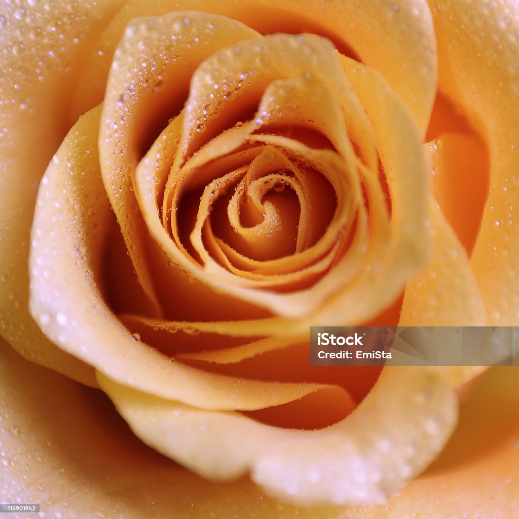 Rosa fresca - Foto de stock de Amarelo royalty-free