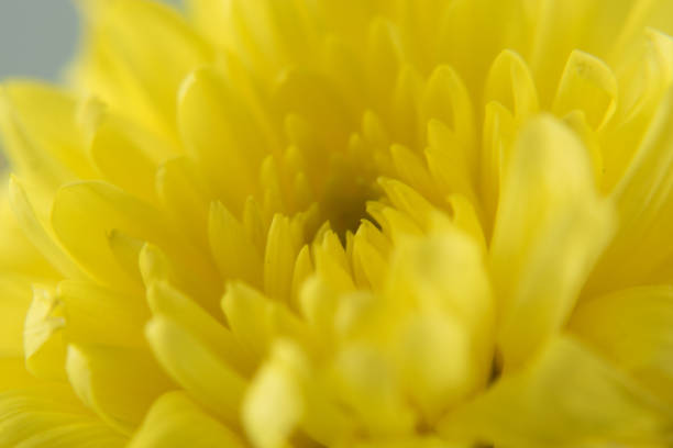 istock Chrysanthemum flower on white background  close up. 1159020132