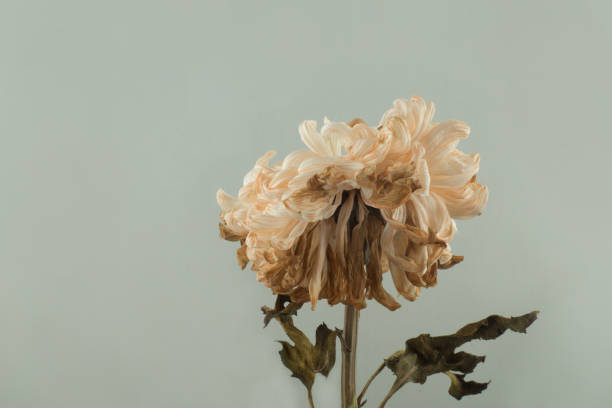 istock Flowers withered, Chrysanthemum, Dendranthemum grandifflora 1159020147